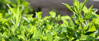 Fresh herbs from our garden