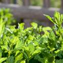 Herbes fraîches de notre jardin